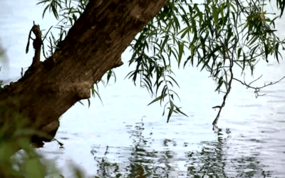 Elevated bacteria levels found in French Broad River